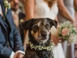 dog friendly wedding venue in scotland
